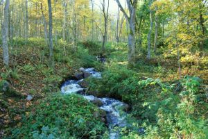 Omlöpet vid Kvarnekulla